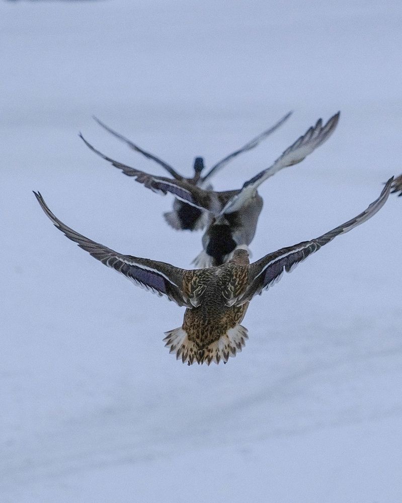 Photograph by Алексей Большаков