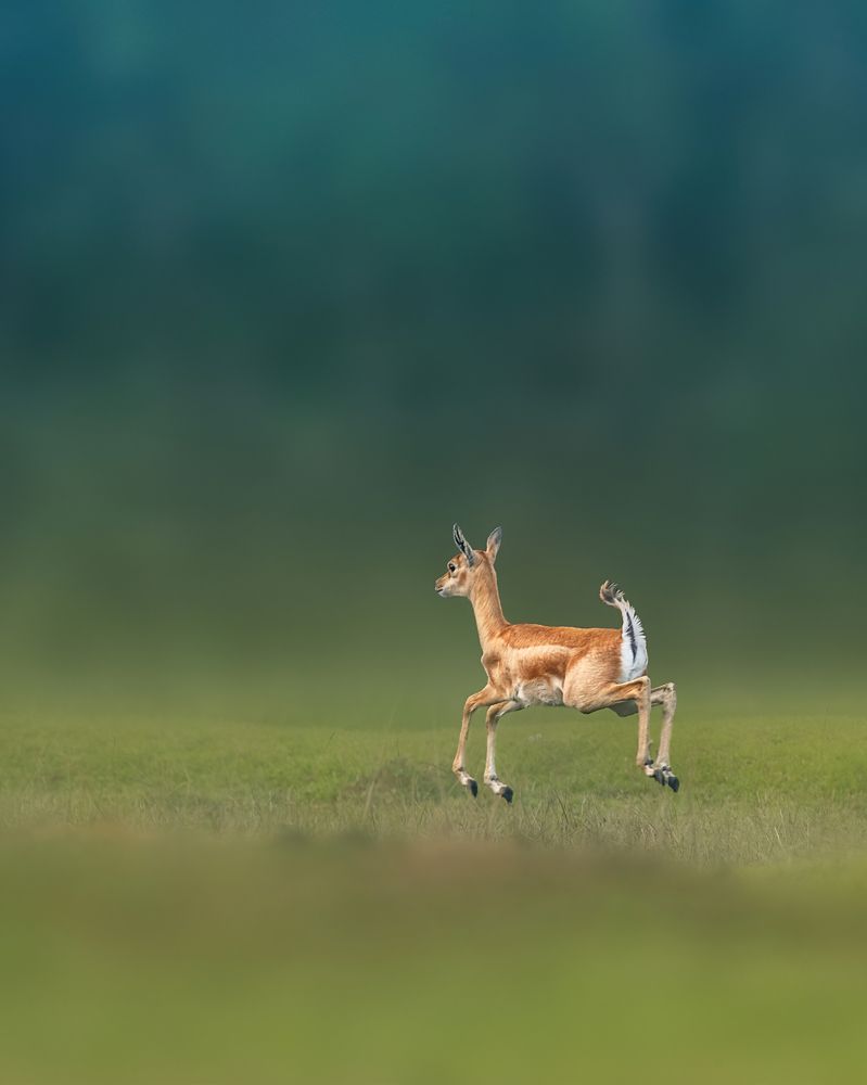 Photograph by Jayanta Guha