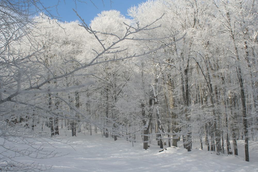 Photograph by roman kojevnikov