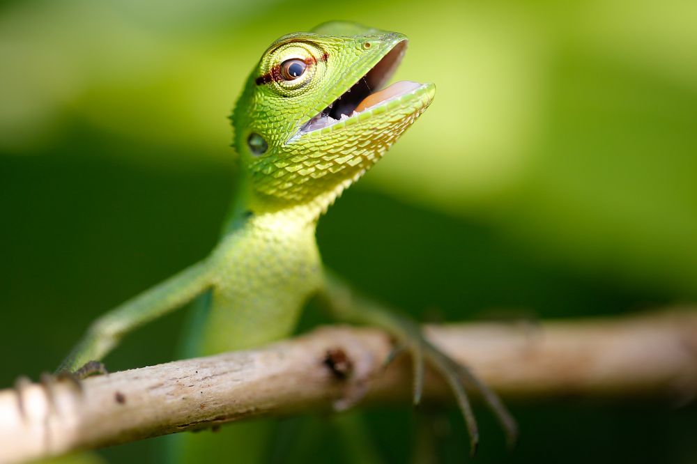 Smile for the Camera!