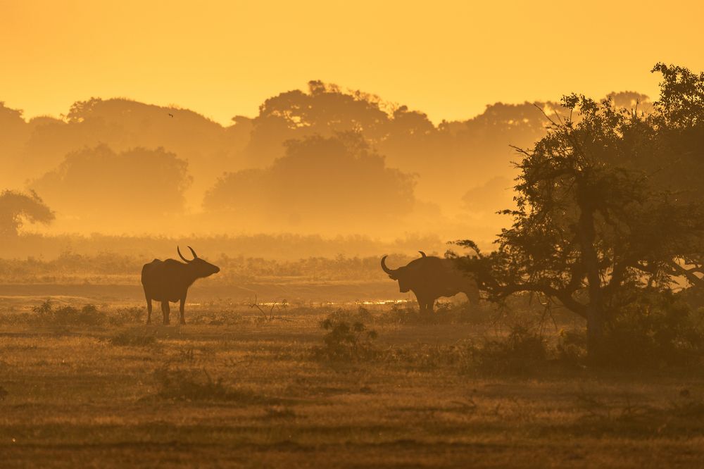 Photograph by Thilina Kaluthotage