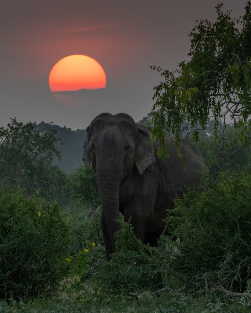 Photograph by Thilina Kaluthotage