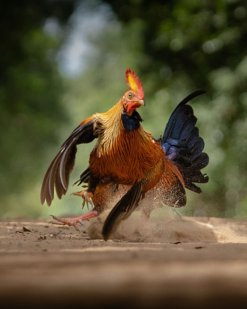 Photograph by Thilina Kaluthotage