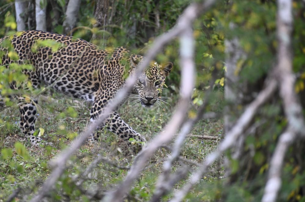 Photograph by Олег Сальников