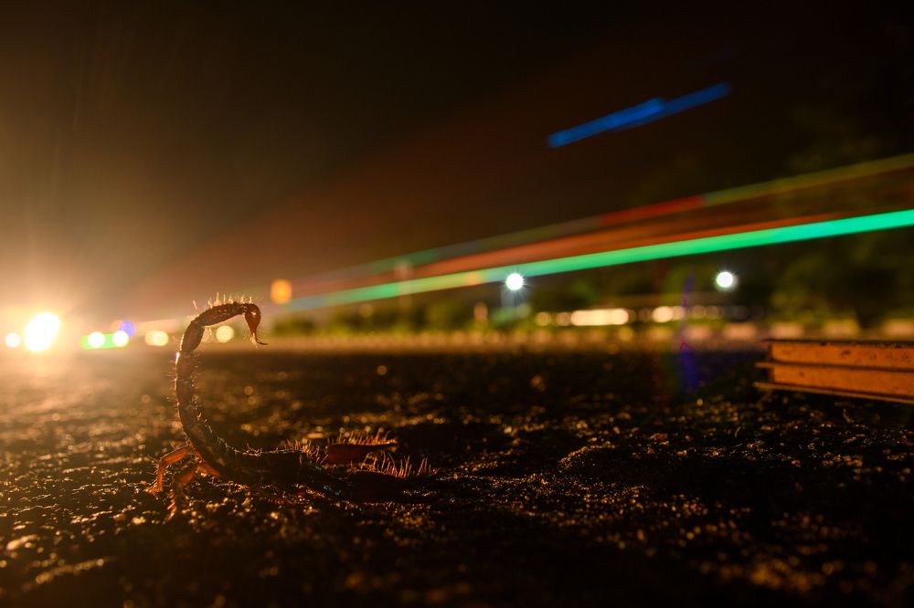 Photograph by Pratap Patra