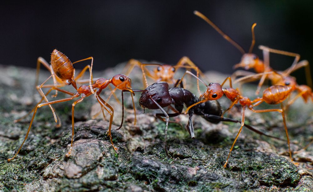 Фотография автора Sasindu Pramuditha