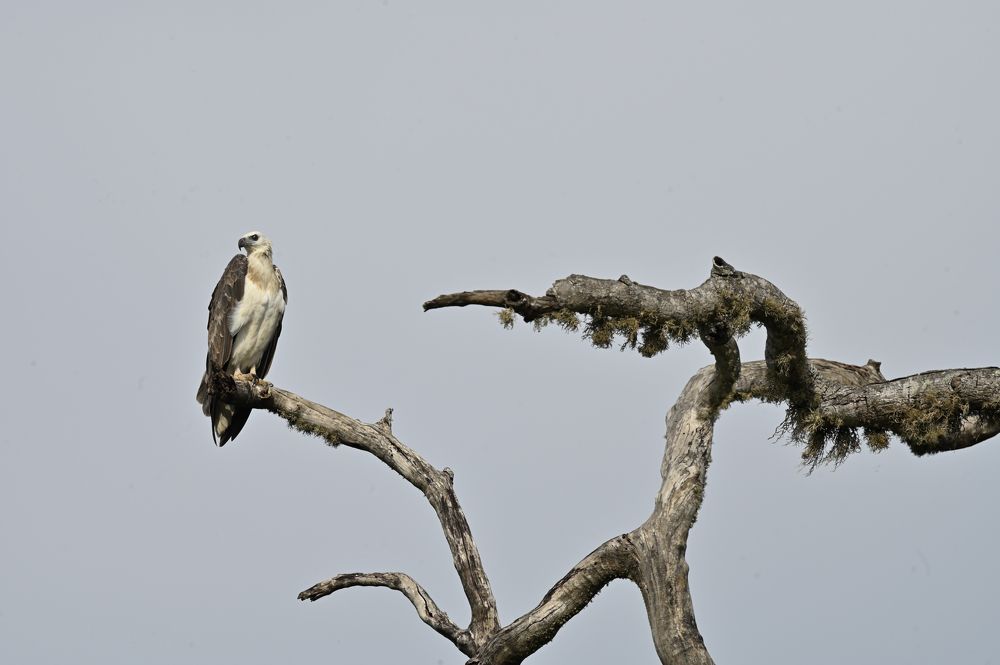 Photograph by Олег Сальников