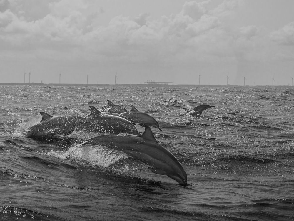 Photograph by kapila jayawardana