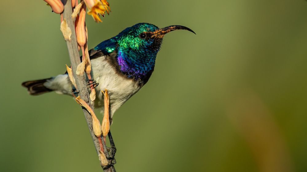 Photograph by Roelof Groesbeek