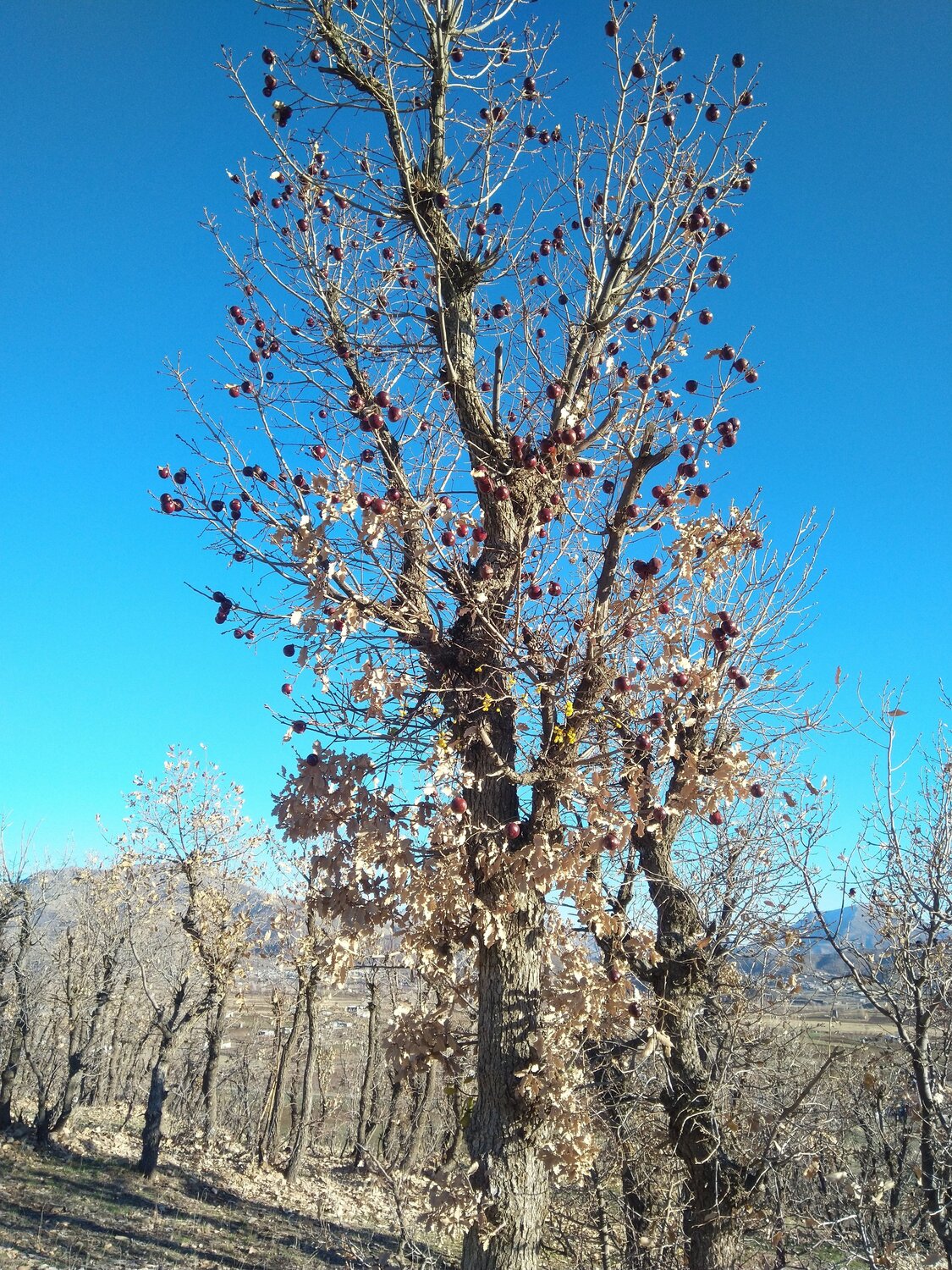 Photo #7372249