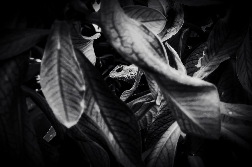 Lurking in the shadows.