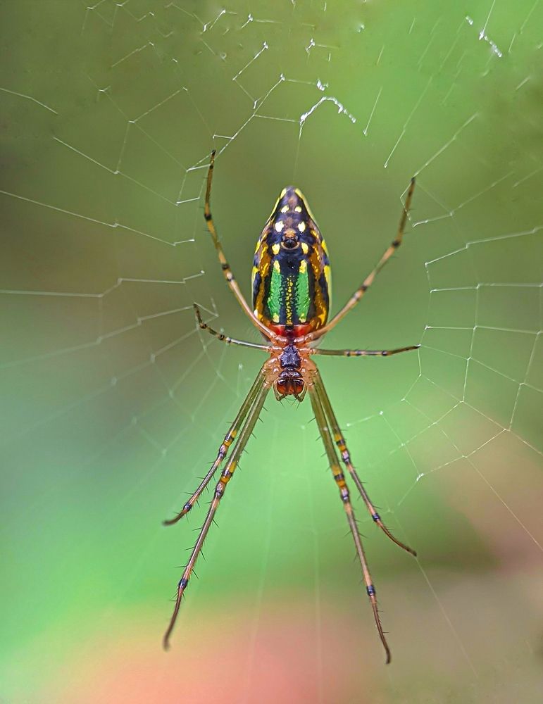 Photograph by Susmita Ghosh