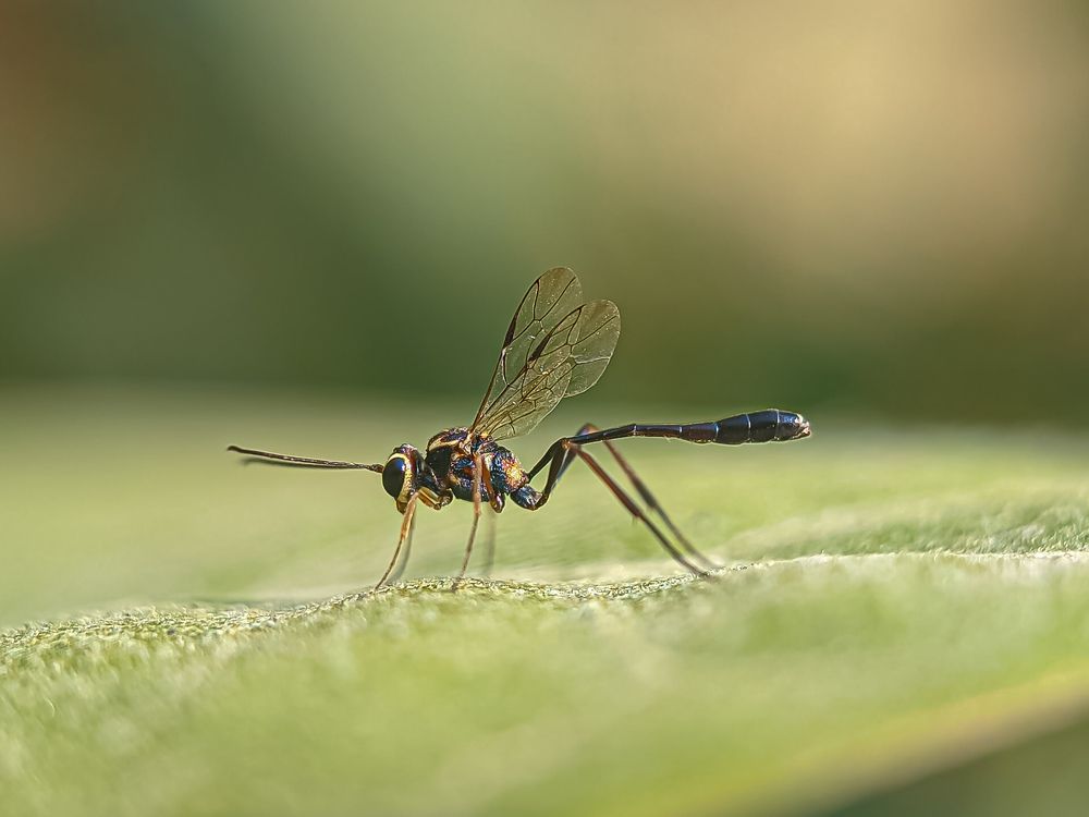 Photograph by Susmita Ghosh