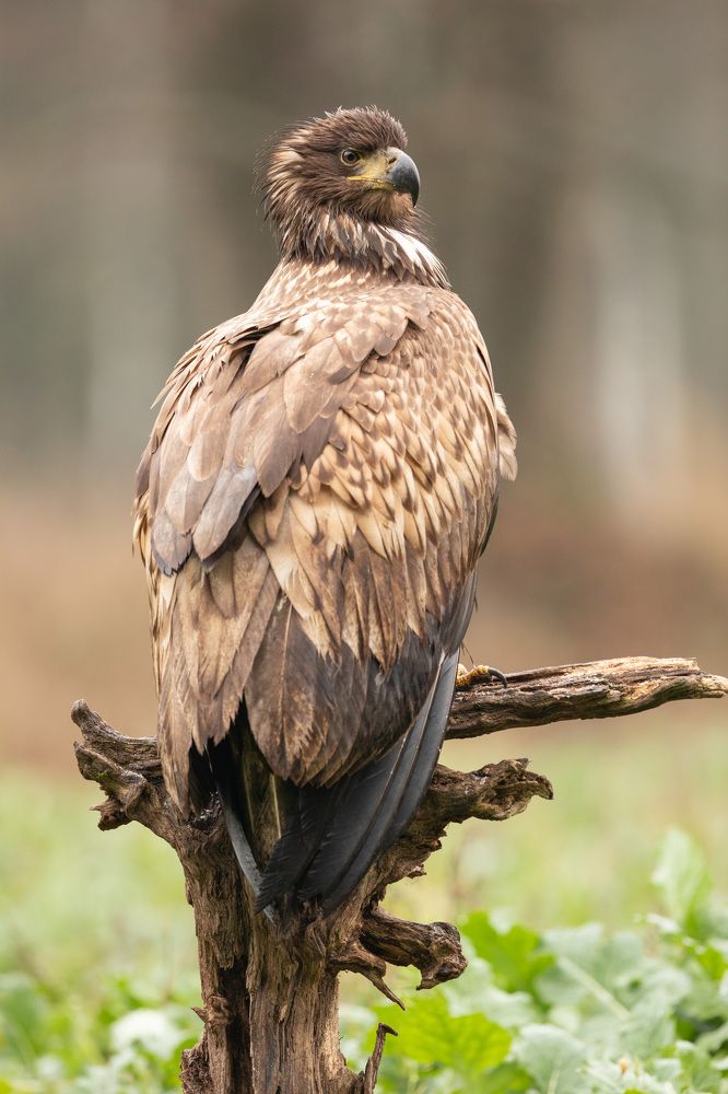 Photograph by Владимир Пакалевич