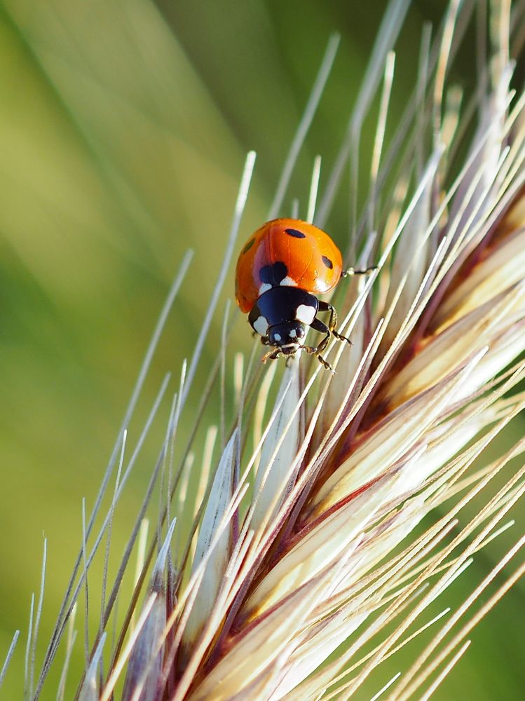 Photograph by Маргарита Смоленская
