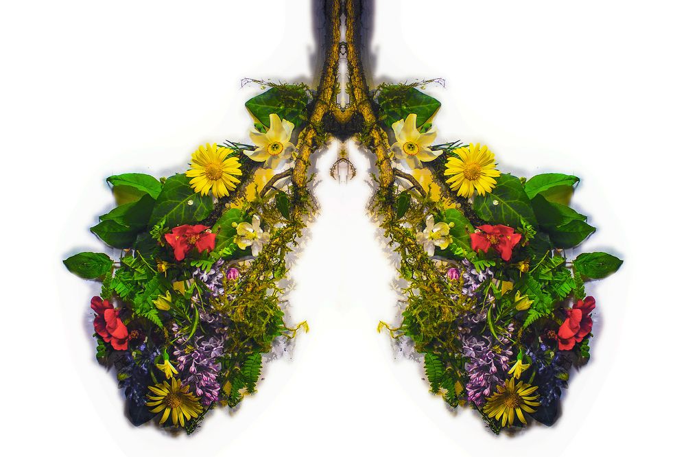 "Лёгкие леса"