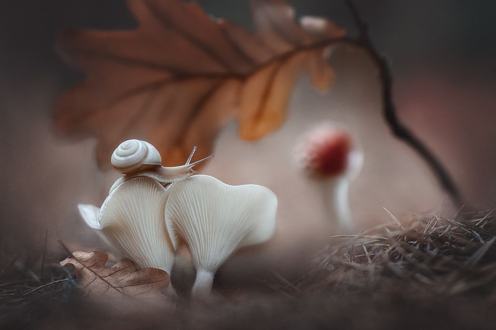 "В гости к мухомору"