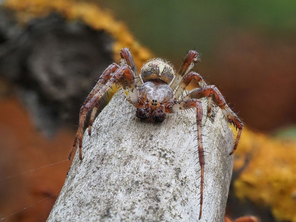 Photograph by Максим Кошелев