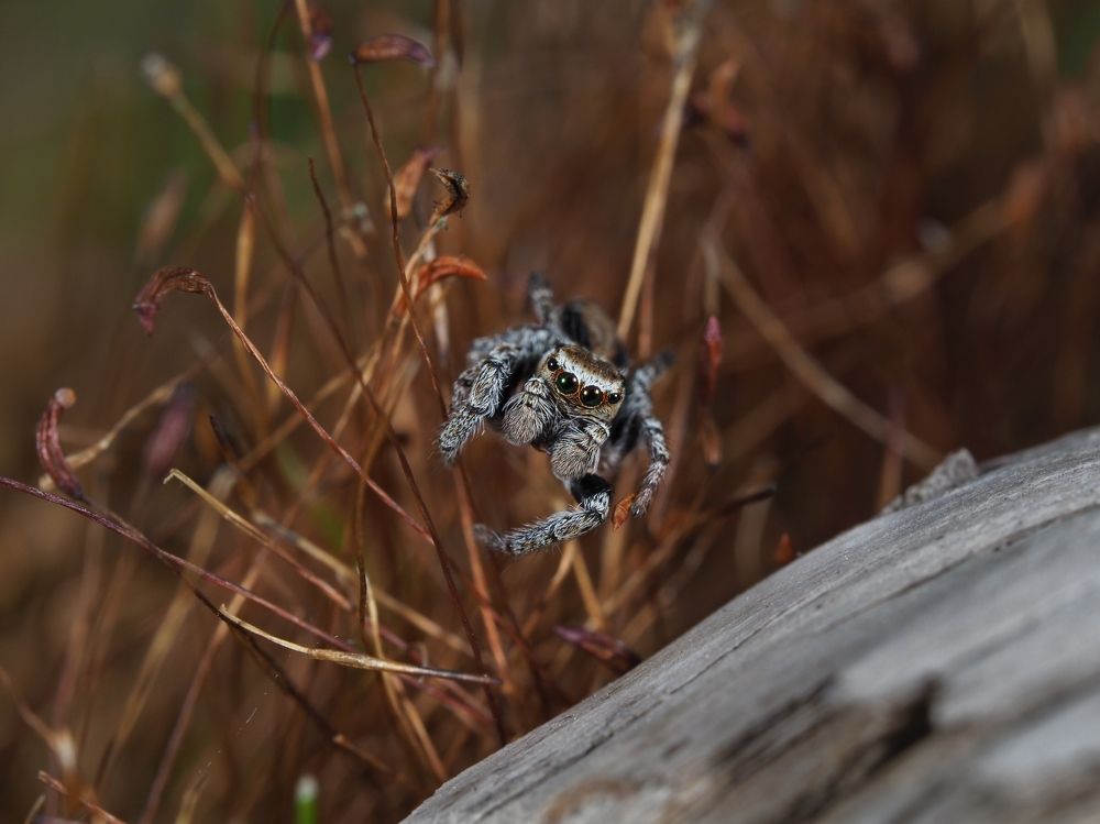 Photograph by Максим Кошелев