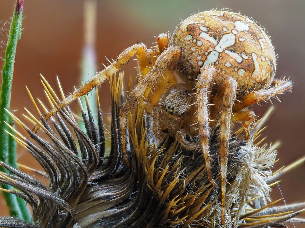 Photograph by Максим Кошелев