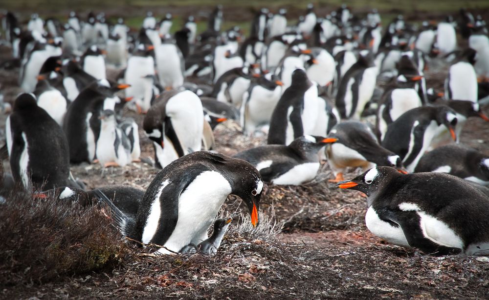 Фотография автора Evgeny Gorbunov