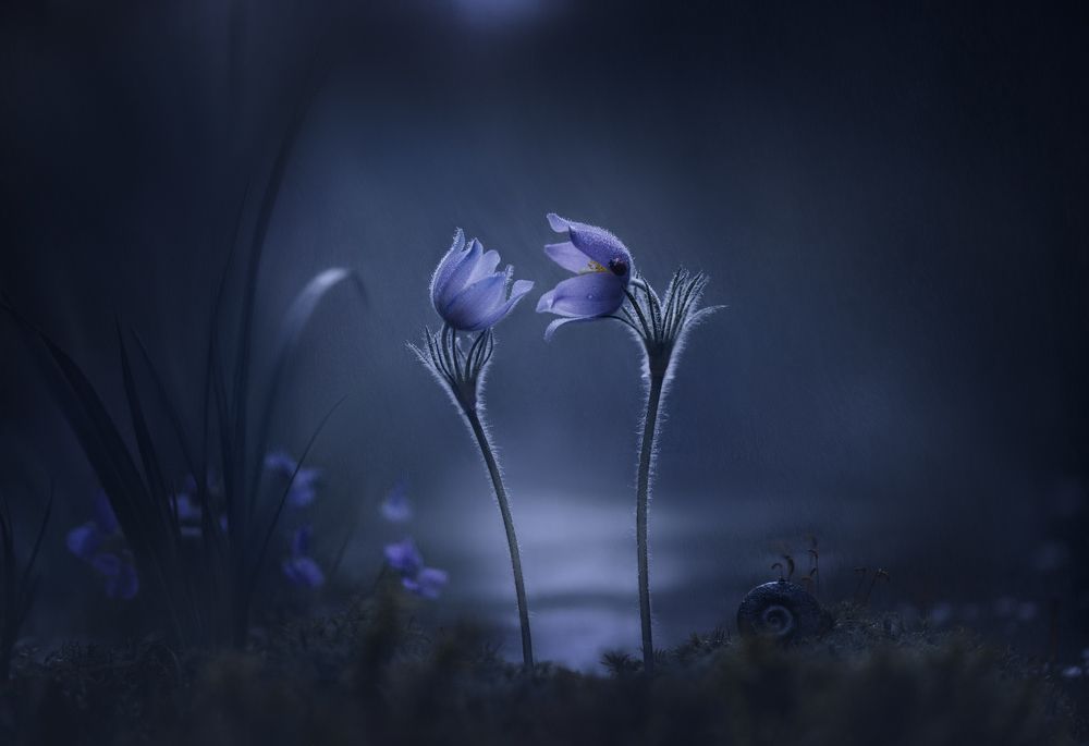 Photograph by Александр Чорный