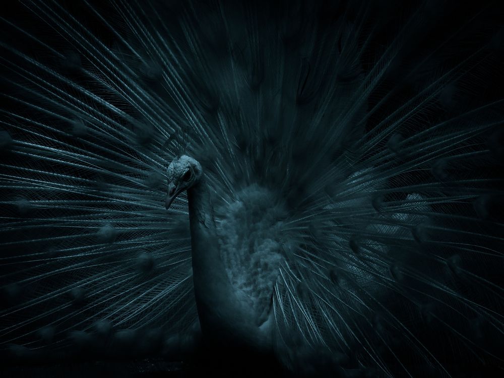 Photograph by Saswata Mukherjee