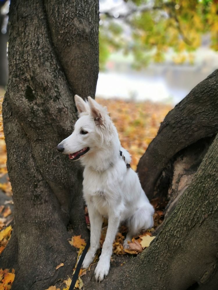 Photograph by Альбина Шишкина