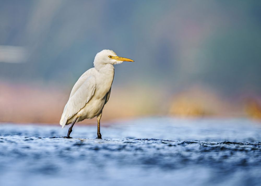 Photograph by Noufal Pallikal Akath