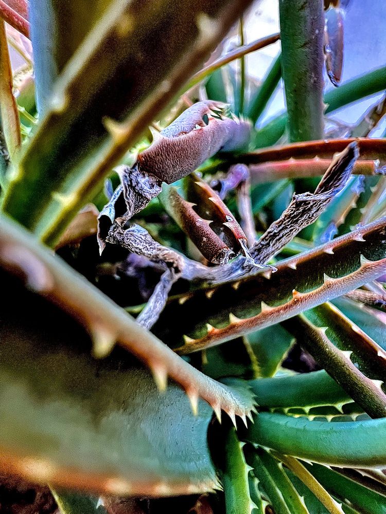 Photograph by Shannon