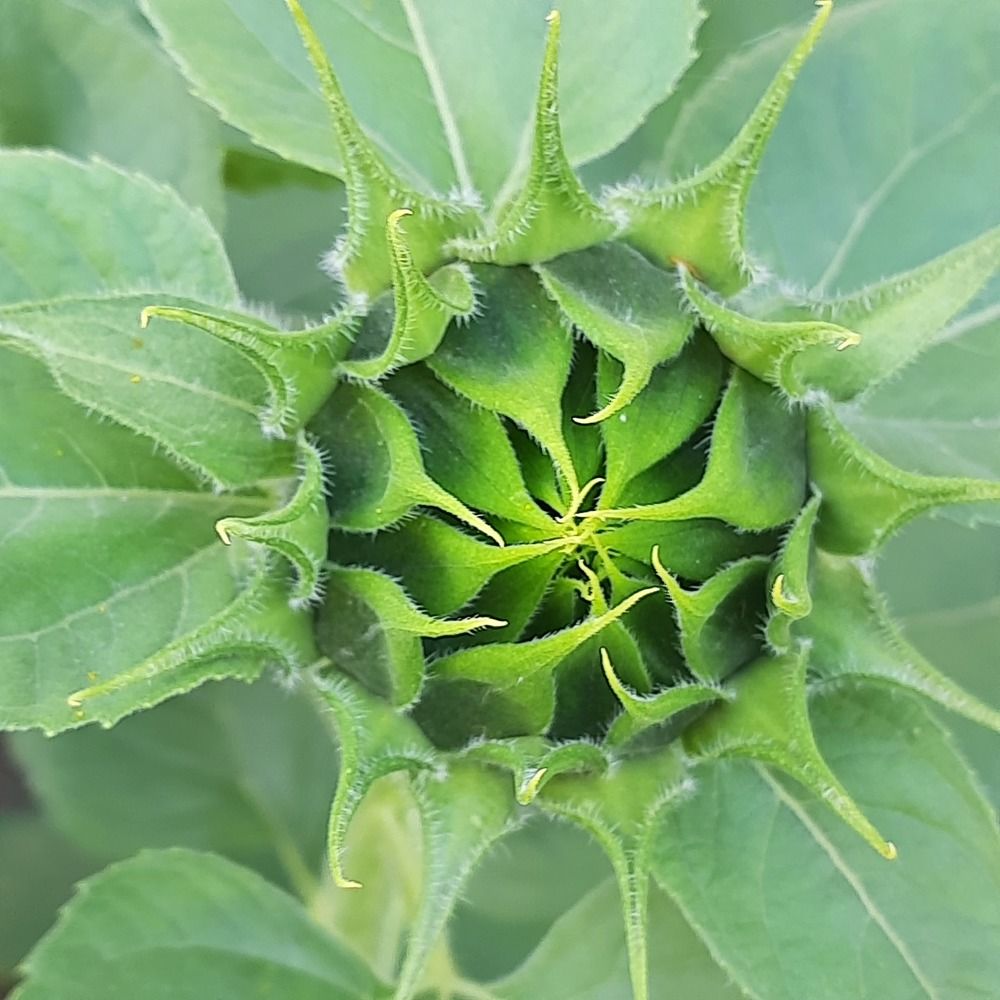 Фотография автора Елена Самофалова