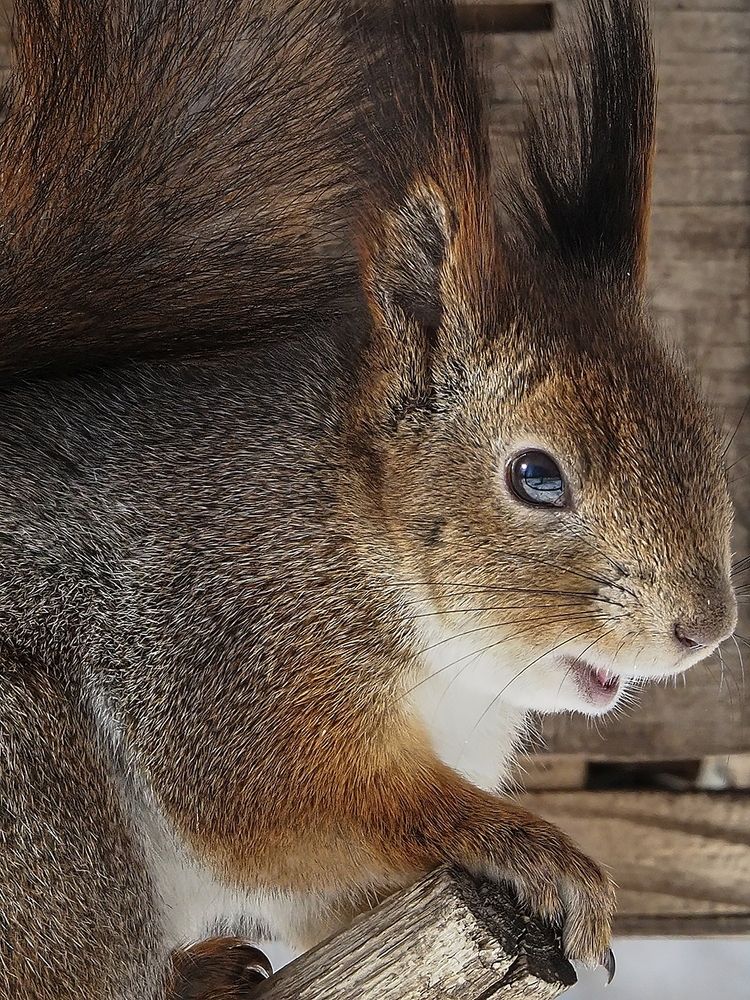 Photograph by Сергей Духанин