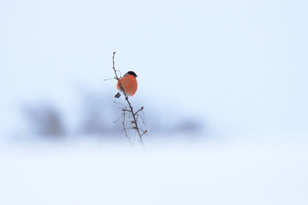 Photograph by Николай Протасеня