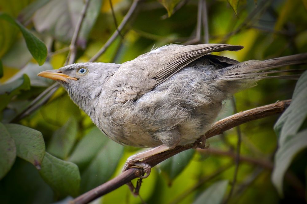 Jungle Babbler