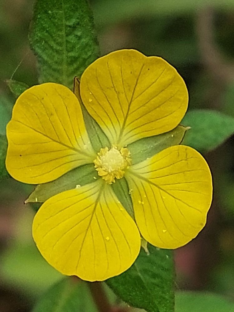 Photograph by Virginia Azocar Contreras