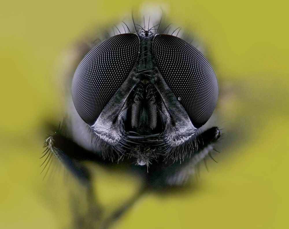 Diptera portrait