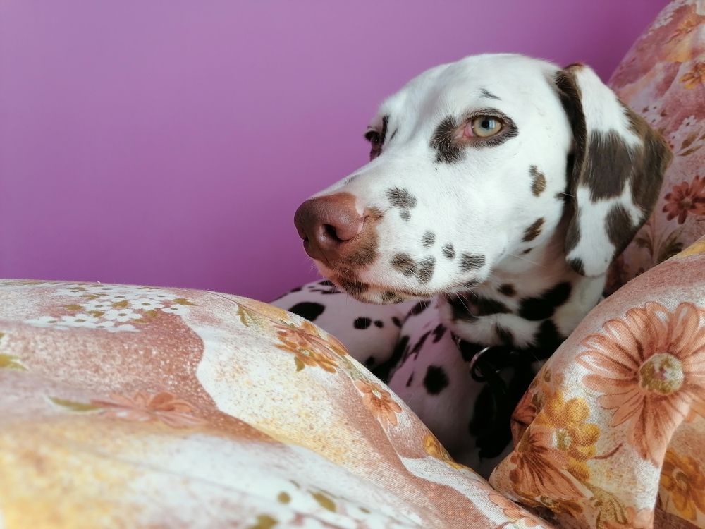 Photograph by Станислав Евсеев