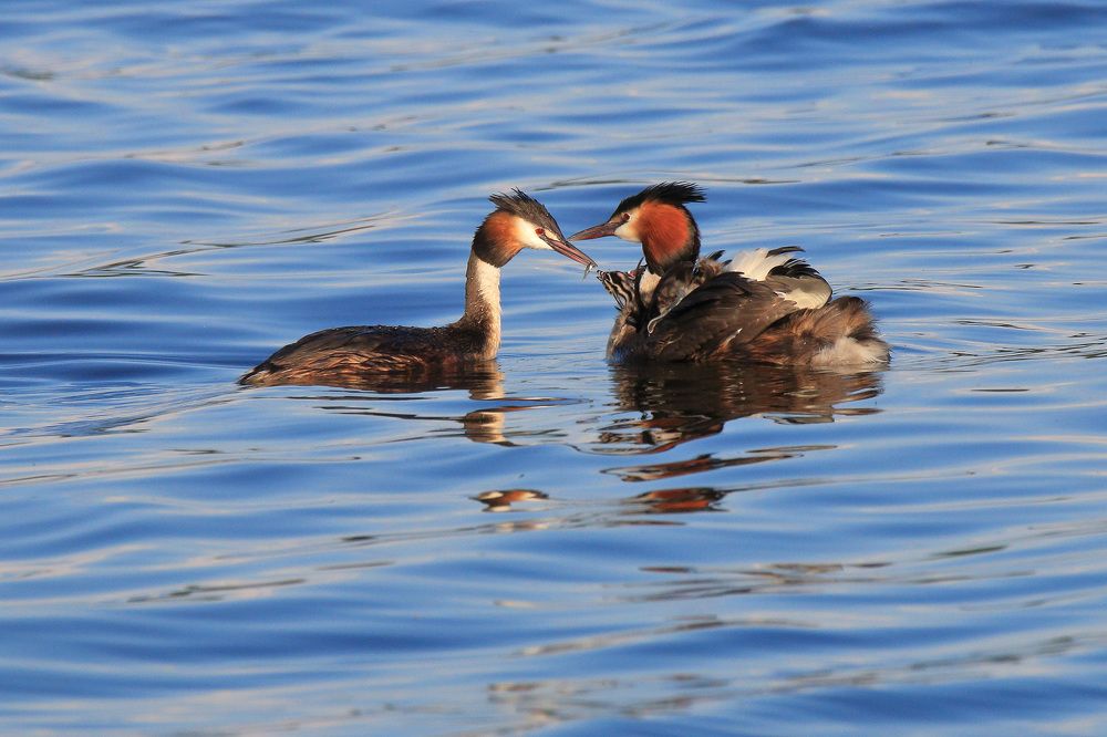 Photograph by Николай Протасеня