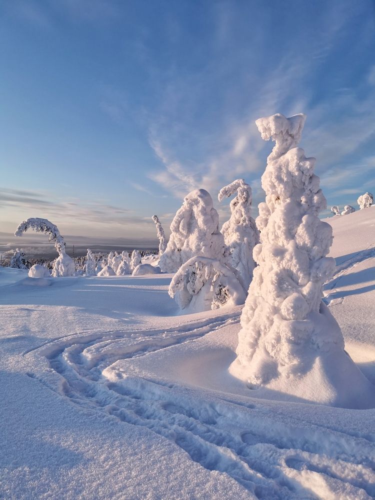 Snow-covered fir trees