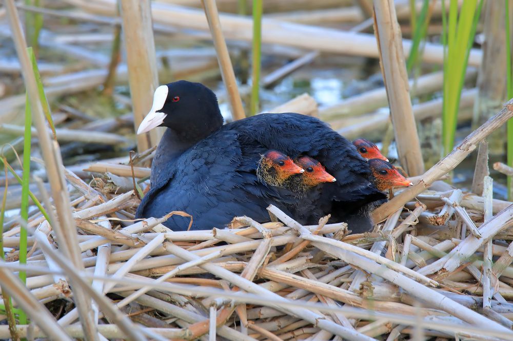 Photograph by Николай Протасеня