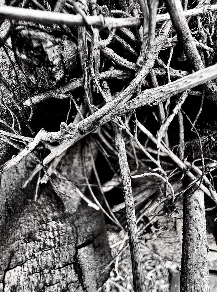 Photograph by Shannon