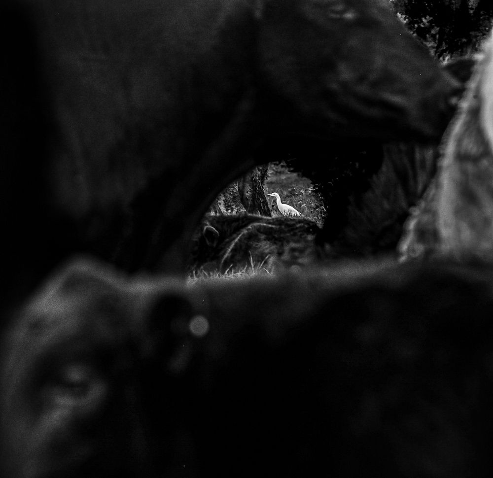 Photograph by Ben Pulletz