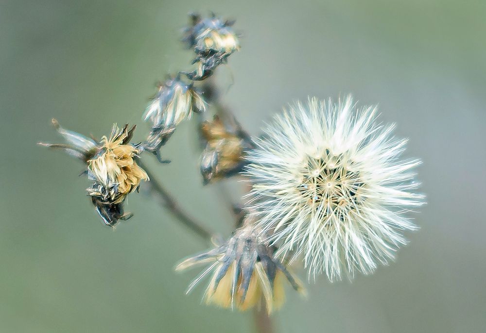 Фотография автора Елена Савельева