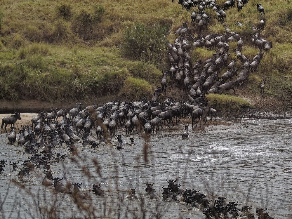 Великая миграция.