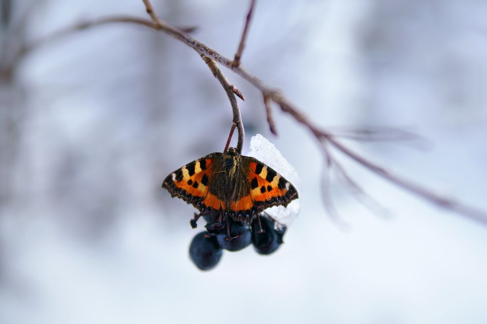 Photograph by Ольга Аристова