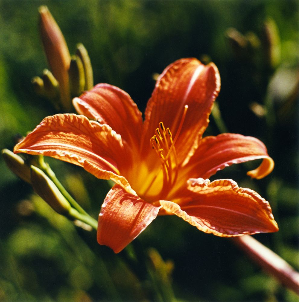 Daylily