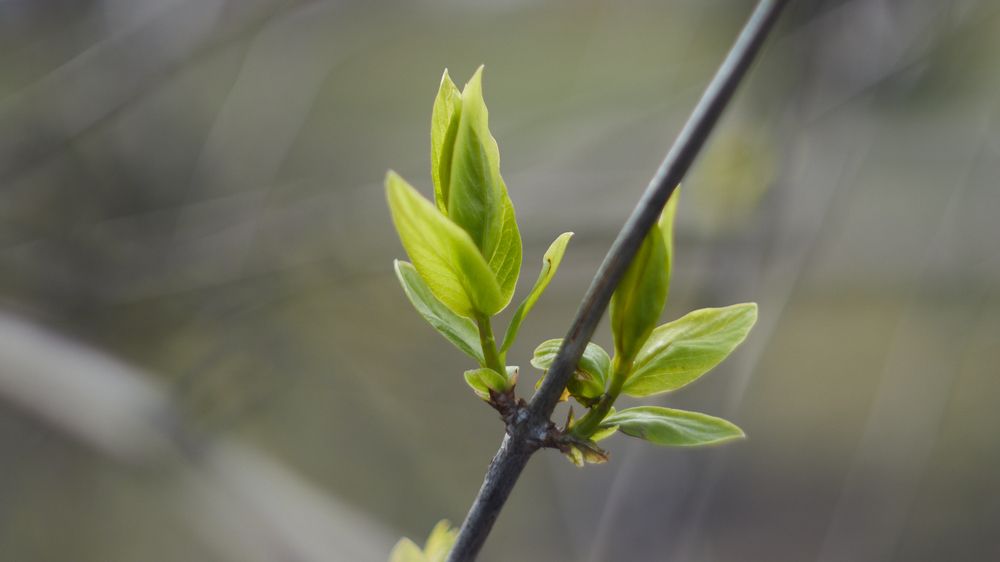 Фотография автора Александра Янчуковская