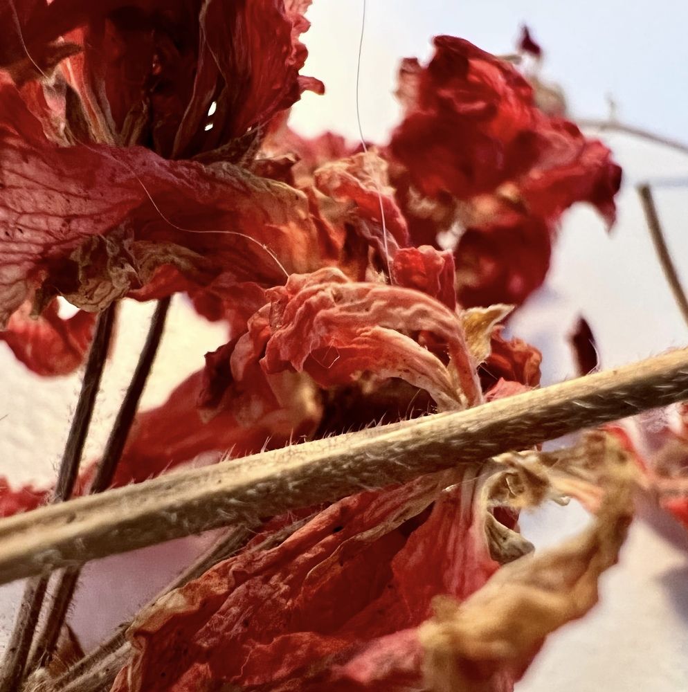 Photograph by Shannon