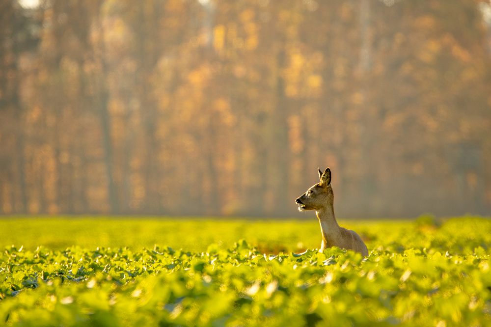 Photograph by Wiktor Kulesa