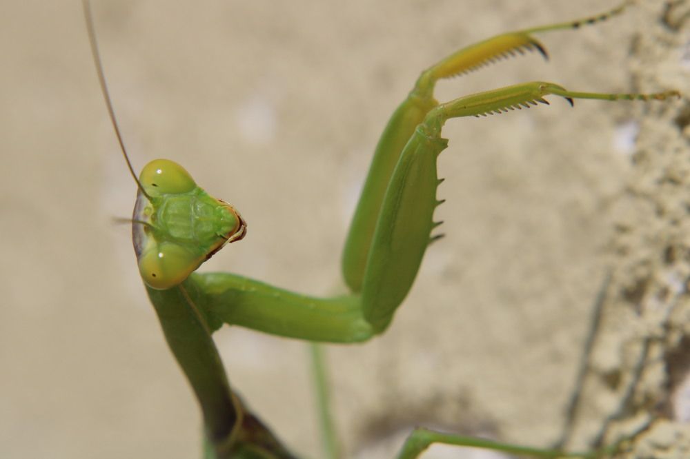 Photograph by Сергей Скорик